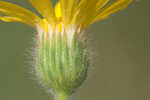 Soft goldenaster